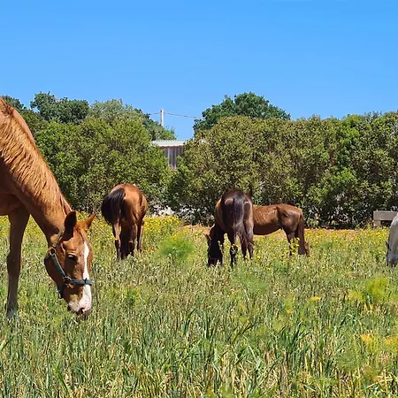 Masseria Puglia Antica Frühstückspension *